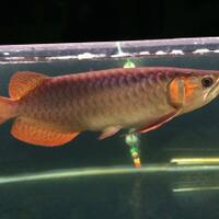 arowana--new-thread----part-1