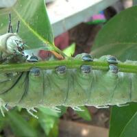 rip-ijinkan-kupu---kupu-kepakkan-kedua-sayapnya