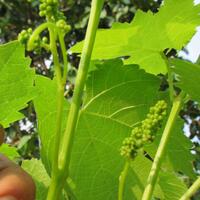 kampung-anggur----part-3