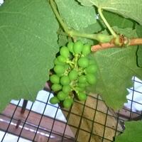 kampung-anggur----part-3