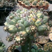 cactus---tanaman-kecil-yang-memukau