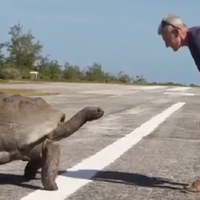 video-di-shoot-saat-ciuman-kura-kura-ini-marah-dan-kejar-wartawan