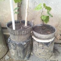 kampung-anggur----part-3