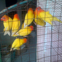 lovebird-lovers