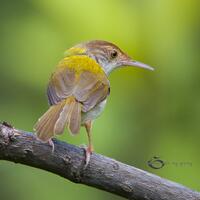 wildlife-fotografi