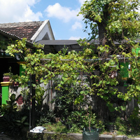 kampung-anggur----part-3