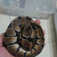 ball-python-python-regius-lovers-masuk-sininew-home---part-1