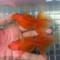 maskoki-ngomongin-semuanya-ttg-maskoki-yuk---part-4