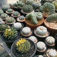 cactus---tanaman-kecil-yang-memukau