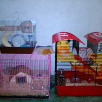 new-hamster-lovers---part-2