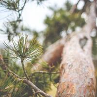 mana-hasil-kamera-yang-bagus-antara-samsung-galaxy-s5-vs-iphone-6