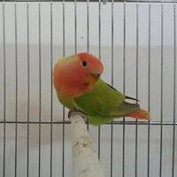 lovebird-lovers