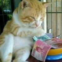 10-bangsa-kucing-purba-terbesar-yang-pernah-ada-di-dunia-pict