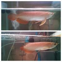 arowana--new-thread----part-1