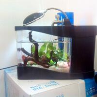 mini-aquarium-lovers-ayoo-masuk