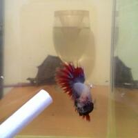 cupang-hias-ask--sharing---part-3