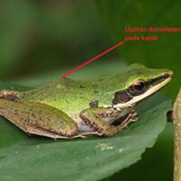 10-pasang-hewan-yang-membuat-bingung