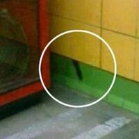 kasihan-kucing-ini-terjebak-di-dalam-dinding-selama-5-tahun