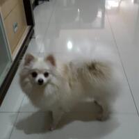 pomeranian-lovers---part-3