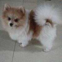 pomeranian-lovers---part-3