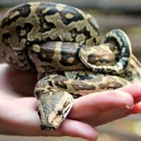 8-fakta-menarik-tentang-ular-python