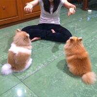 pomeranian-lovers---part-3