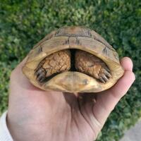 93787769378776937-all-about-tortoise-93787769378776937---part-3