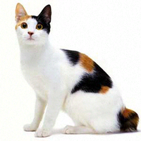 aneka-jenis-kucing-species-asli-indonesia
