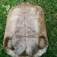 93787769378776937-all-about-tortoise-93787769378776937---part-3