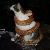 makan-kucing-ular-piton-ini-mati-kekenyangan