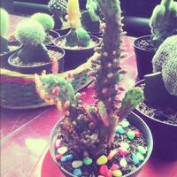 new-cactus-lover