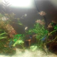 aquascape-for-everyone-learning-and-sharing---part-2