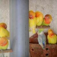 lovebird-lovers