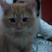 foto2-yang-akan-menunjukkan-alasan-setiap-rumah-butuh-kucing