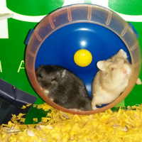 new-hamster-lovers---part-2