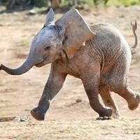 happy-baby-elephant