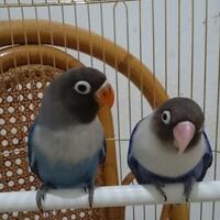 lovebird-lovers