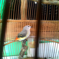 973397339733-yang-tanya-masuk-sini-semua-burung-973397339733