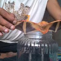 katanya-kalong-jadi2an-kelelawar-berwarna-oranye-ditangkap-warga-ketakutan