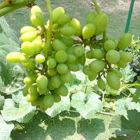 kampung-anggur----part-3