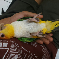 sharing-burung-paruh-bengkok-ii