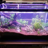 aquascape-for-everyone-learning-and-sharing---part-2