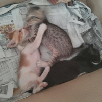 thread-hibah-adopsi-peliharaan-dan-kehilangan---part-3