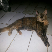 maine-coon-lovers-come-here