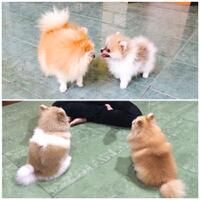 pomeranian-lovers---part-3