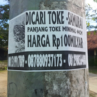 tokek-harga-100m