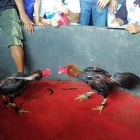 judi-sabung-ayam-beromzet-miliaran-rupiah-digerebek-polda-sulselbar