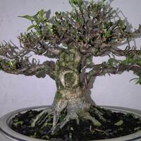 bonsai-kaskus-reborn--forum-sharing--diskusi-seputar-seni-bonsai-indonesia