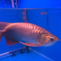 arowana--new-thread----part-1