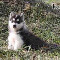 new-siberian-husky-lovers---read-page-1-for-update---part-2